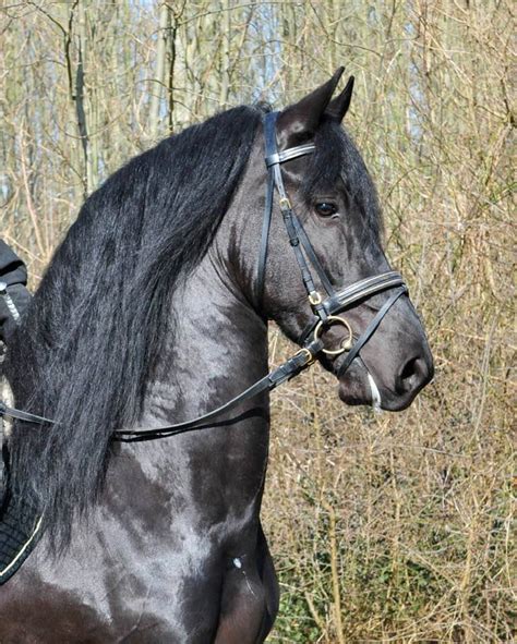 stal hermes friesian horses|Friesian horses Stal Hermes .